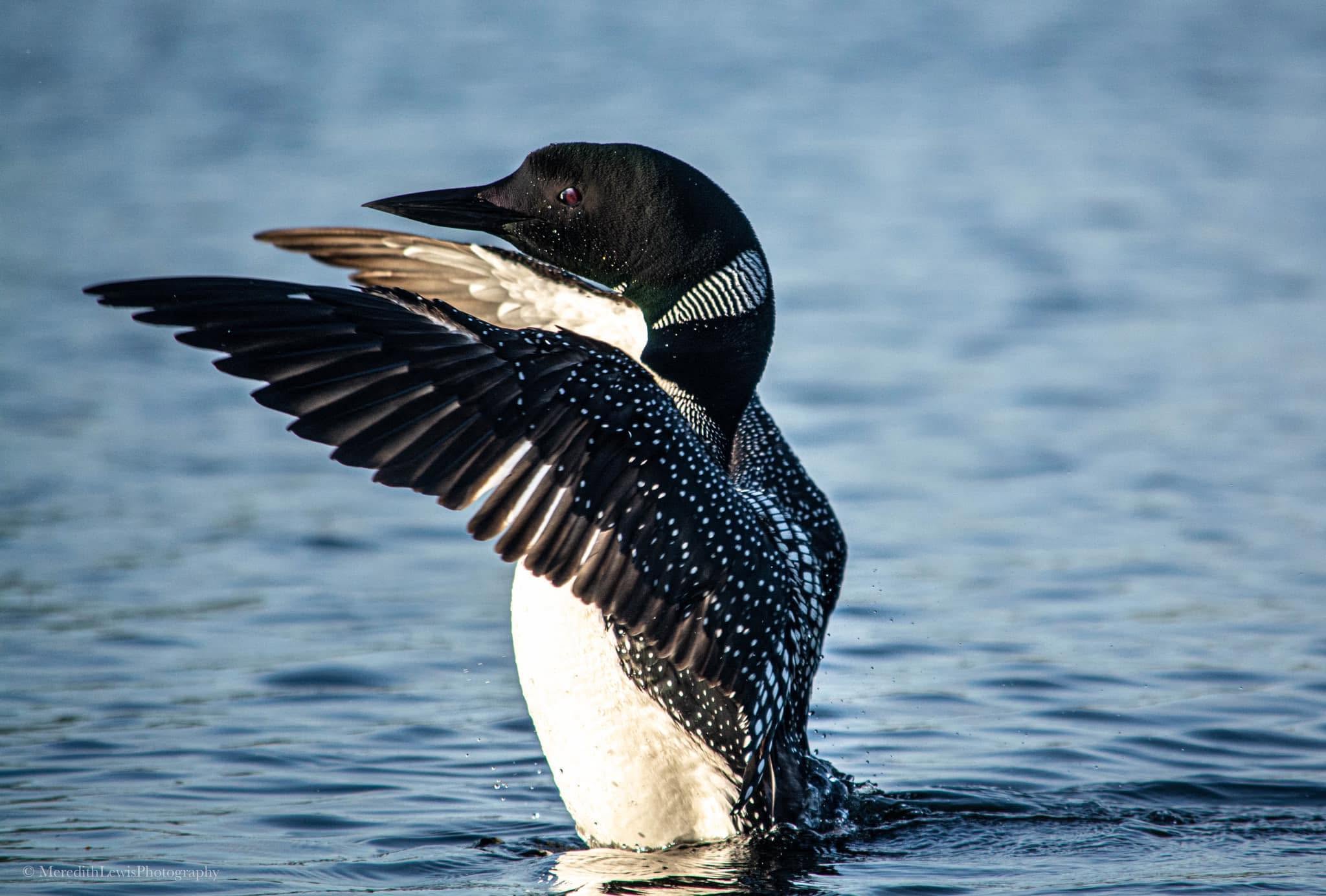 A loon stretching its wings on a calm lake, water droplets falling from its feathers.