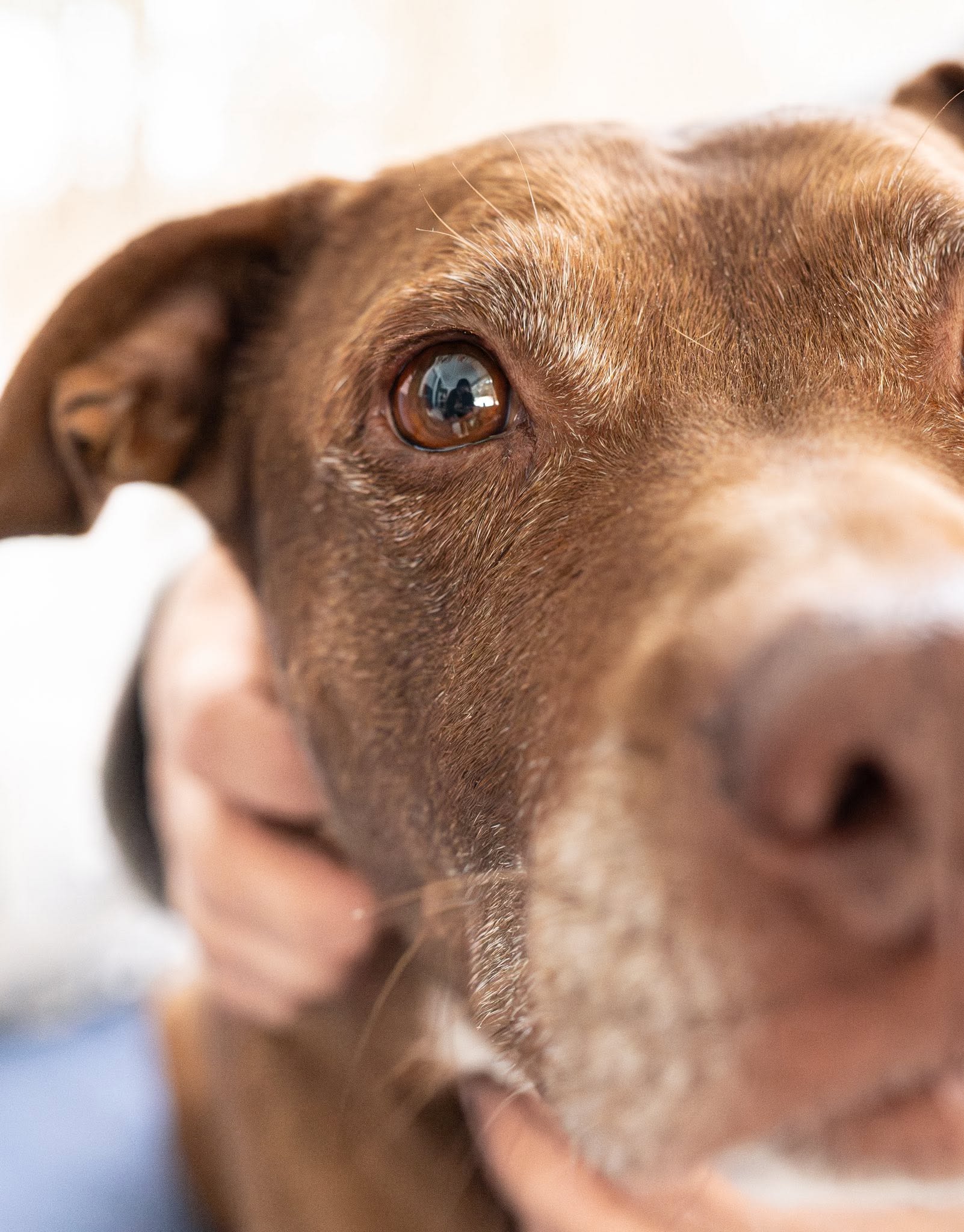 A close-up portrait of a chocolate Labrador's face, with warm light catching its eye.